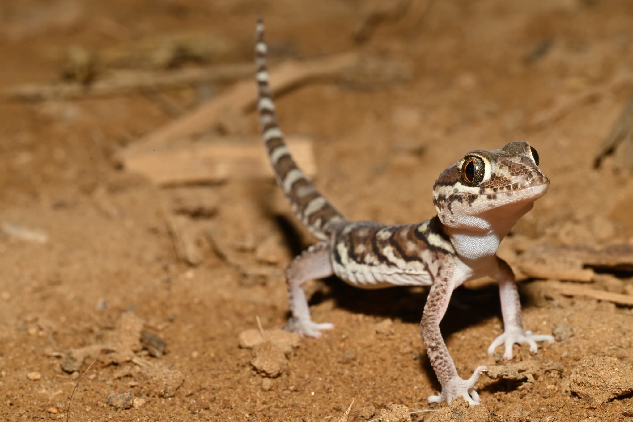 gekon madagaskarský