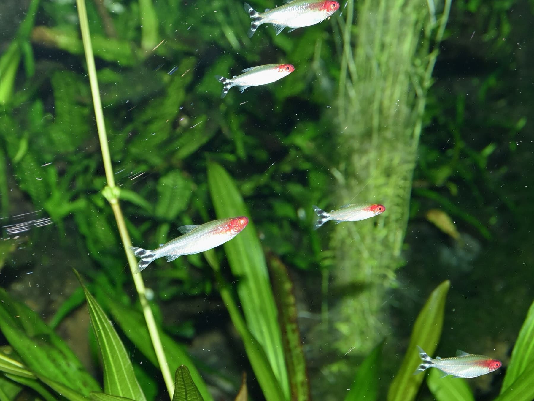 tetra červenohlavá/ červenotlamá