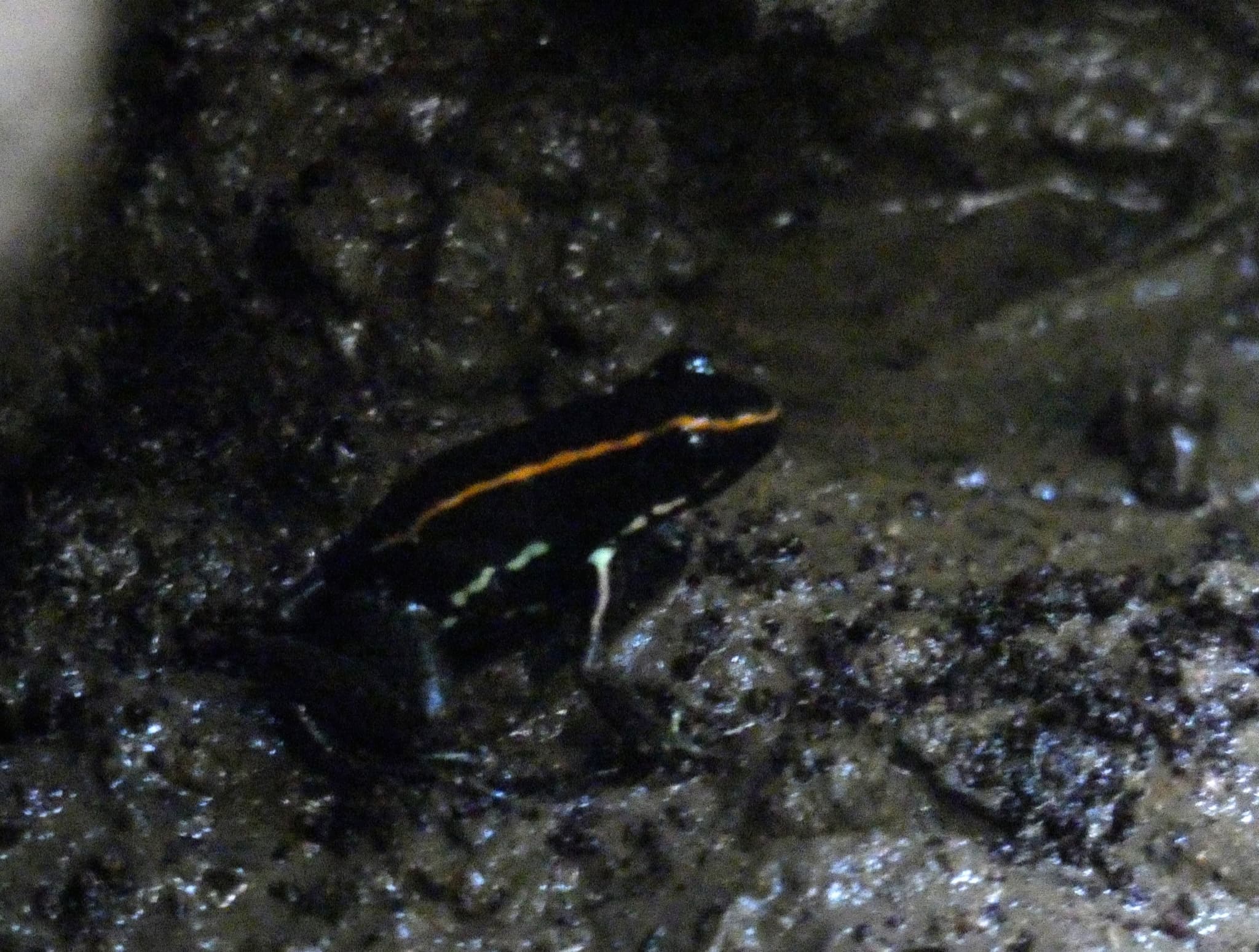 Phyllobates vittatus
