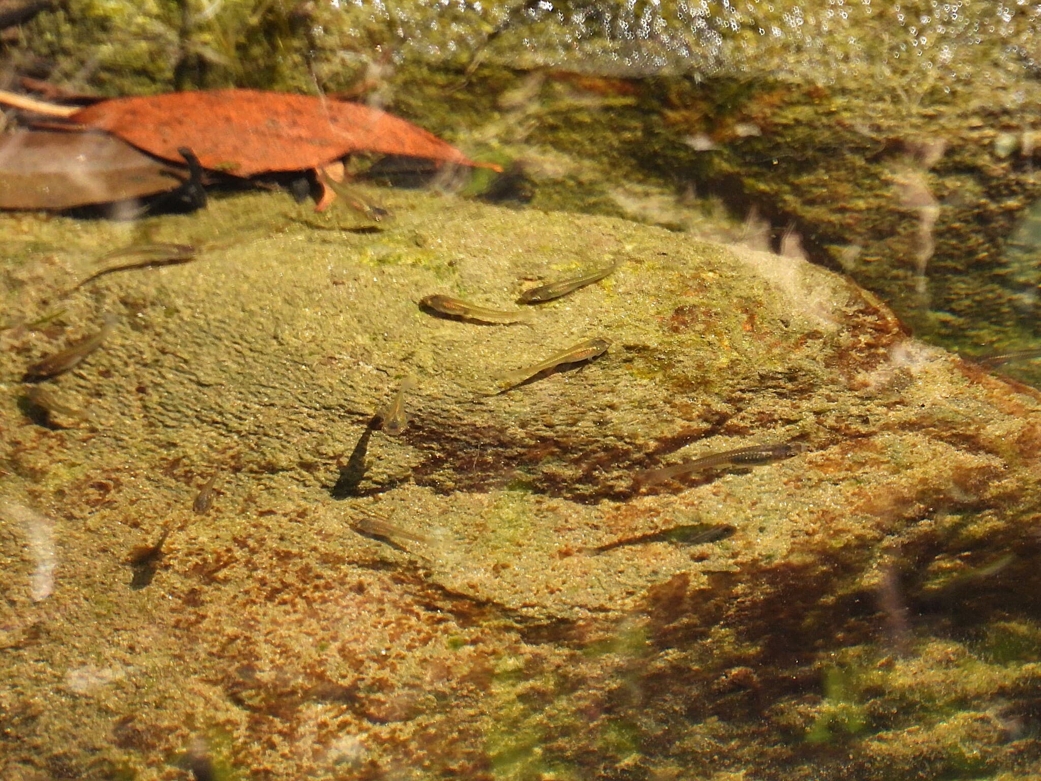 Poecilia reticulata