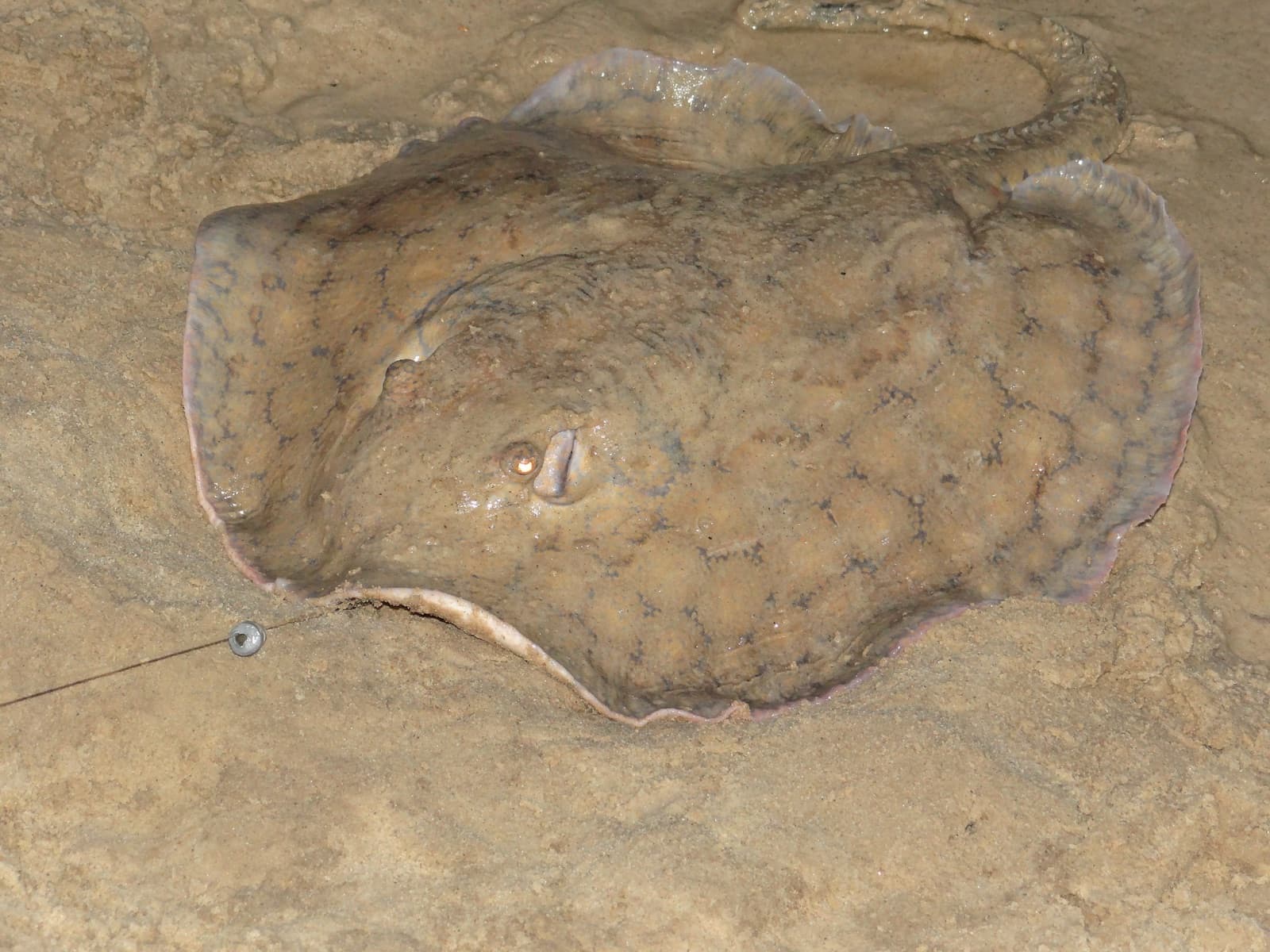 trnucha Orbignyho