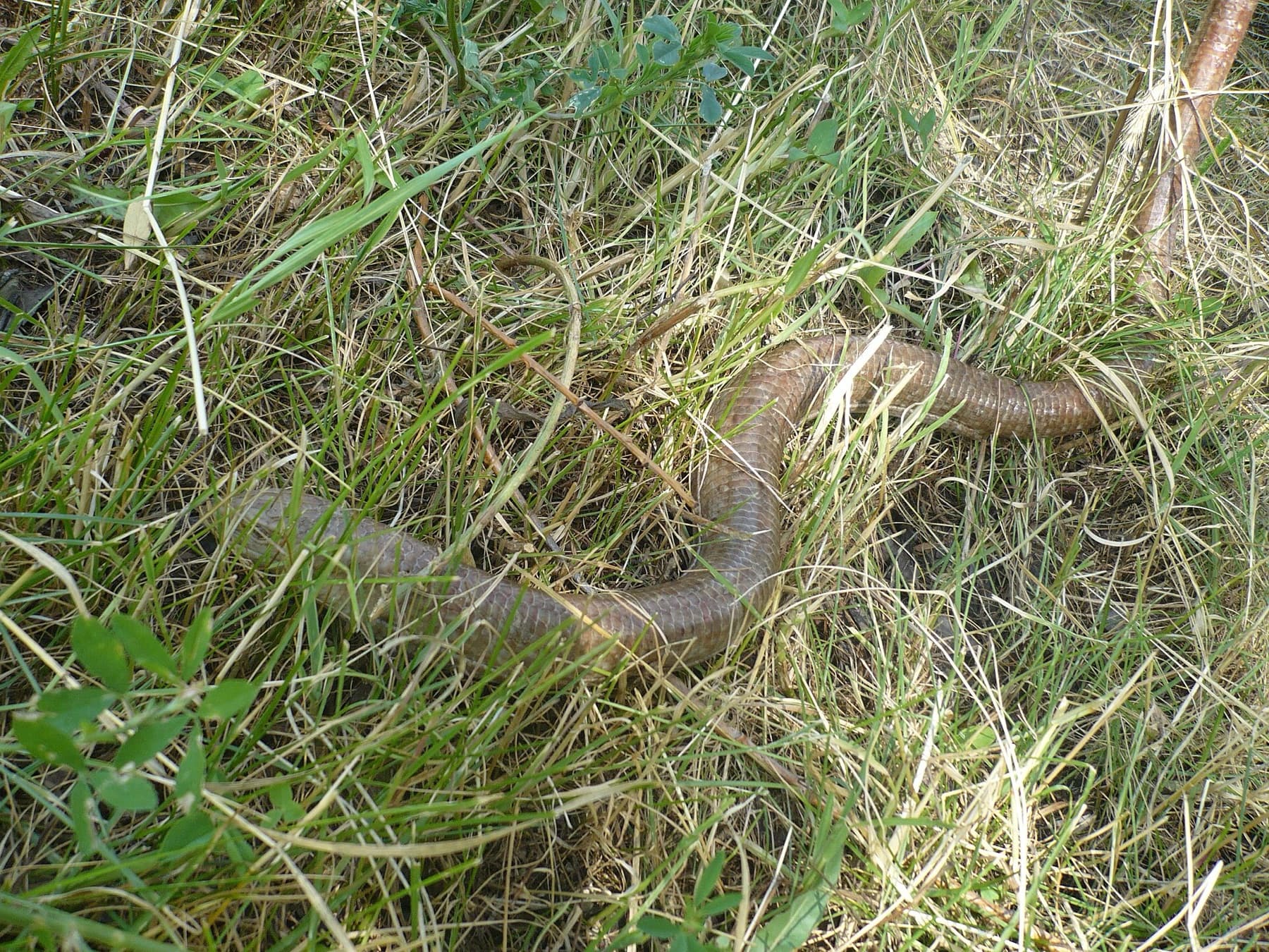 blavor žlutý