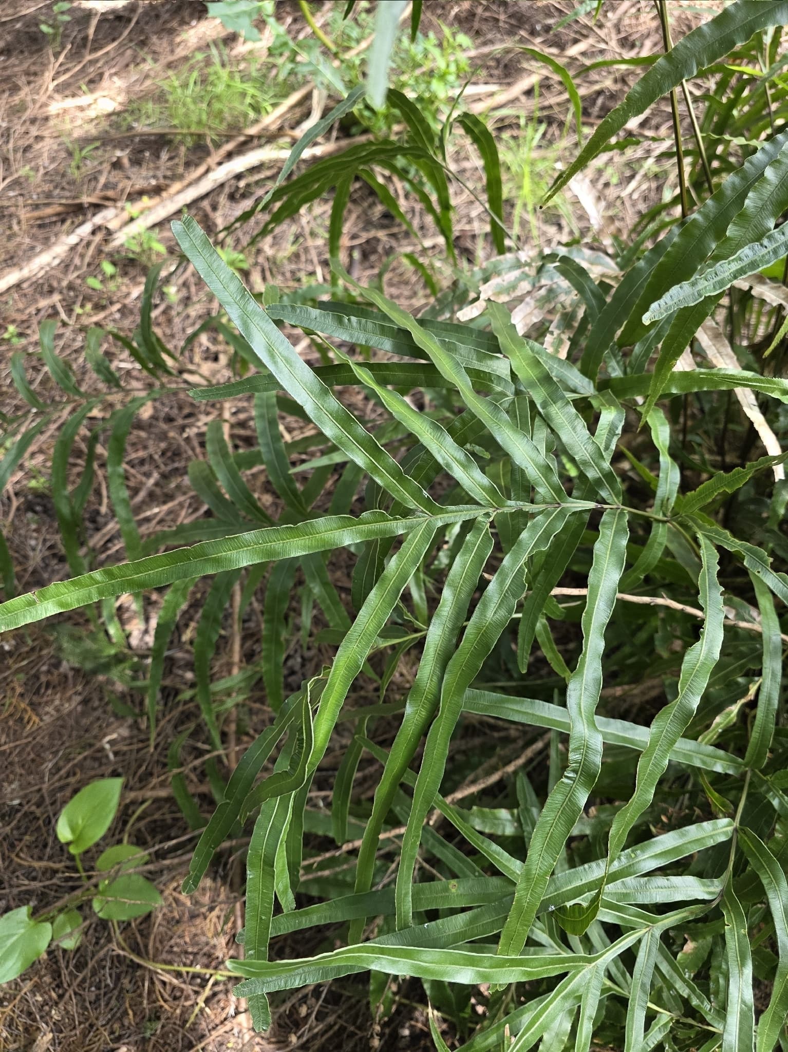 křídelnice krétská