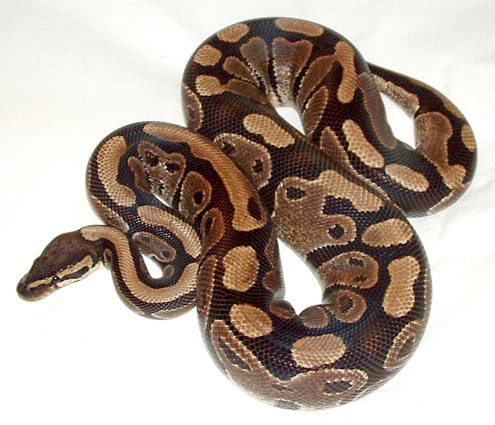 Krajta královská