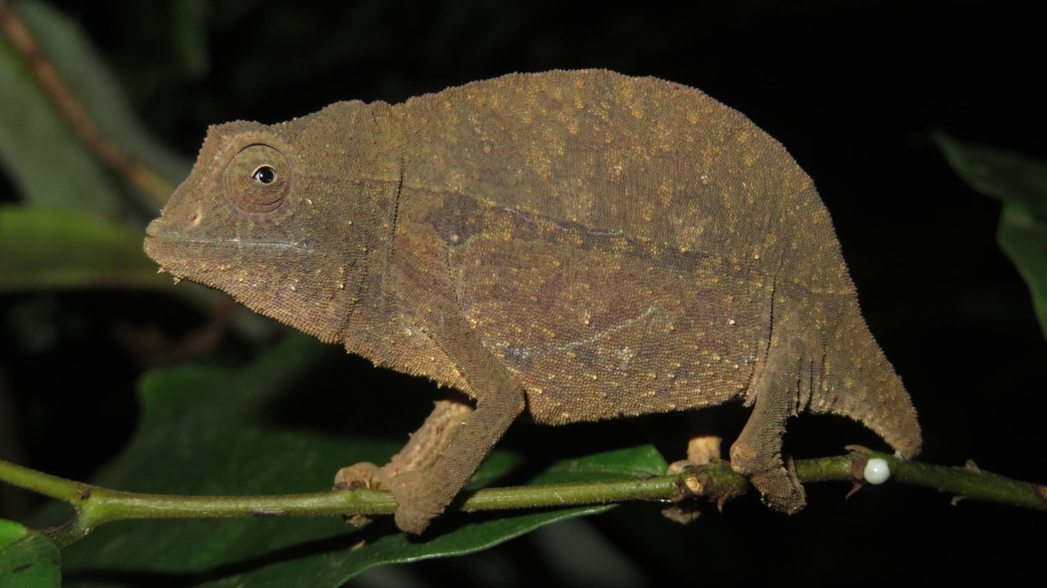 chameleonek / brokesie krátkoocasá