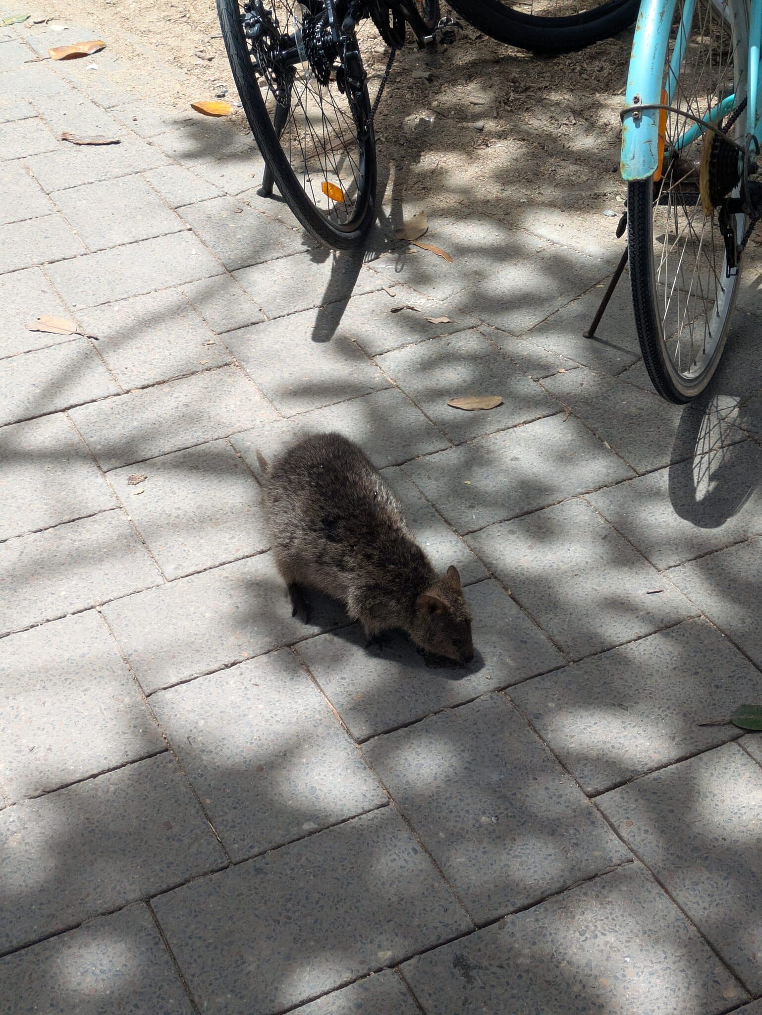 klokan quokka