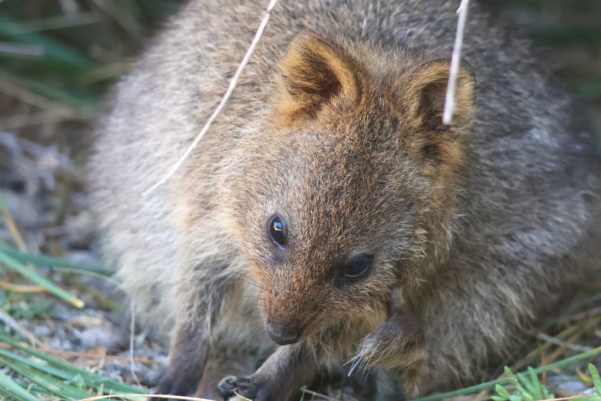 klokan quokka