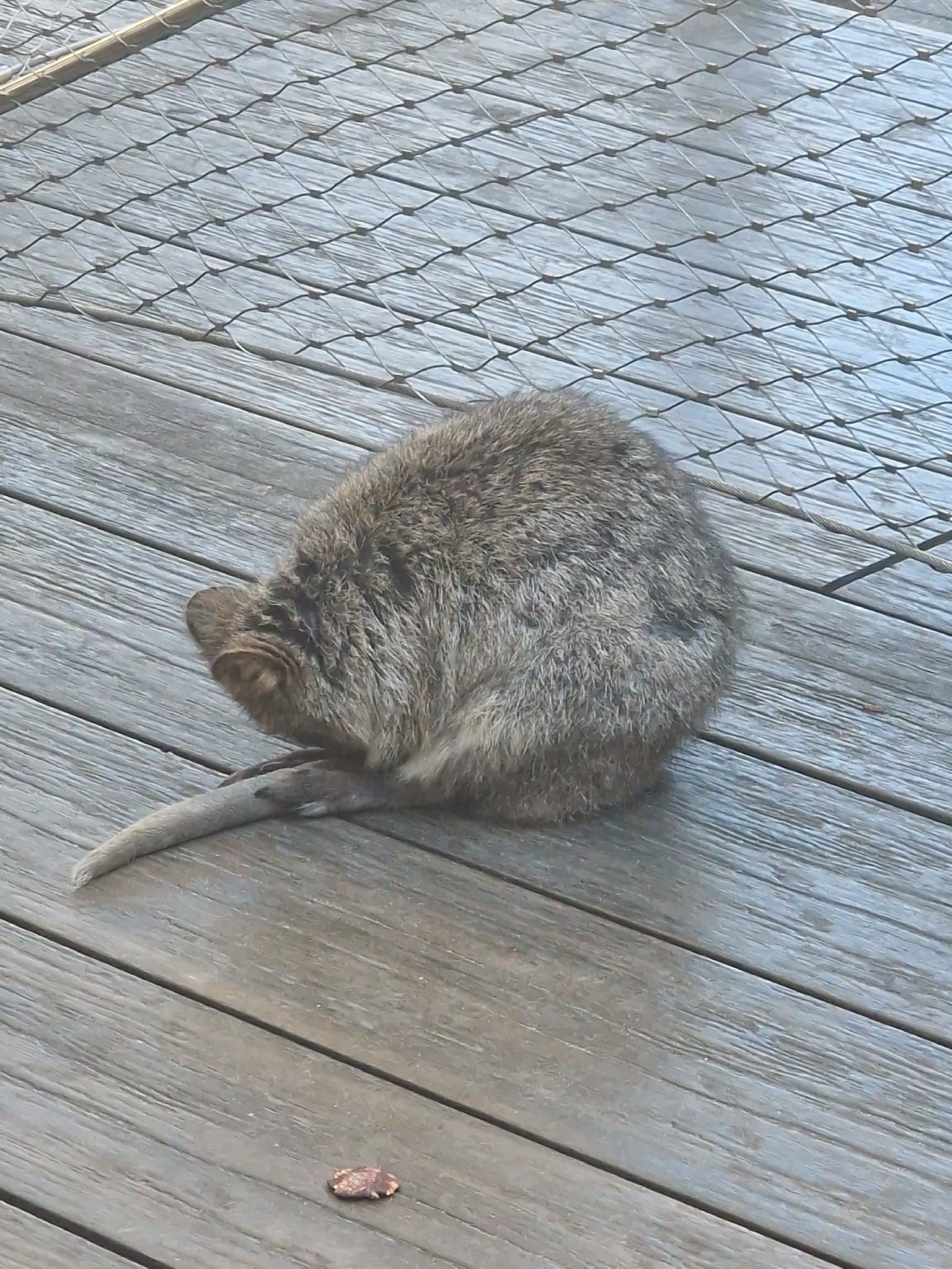 klokan quokka