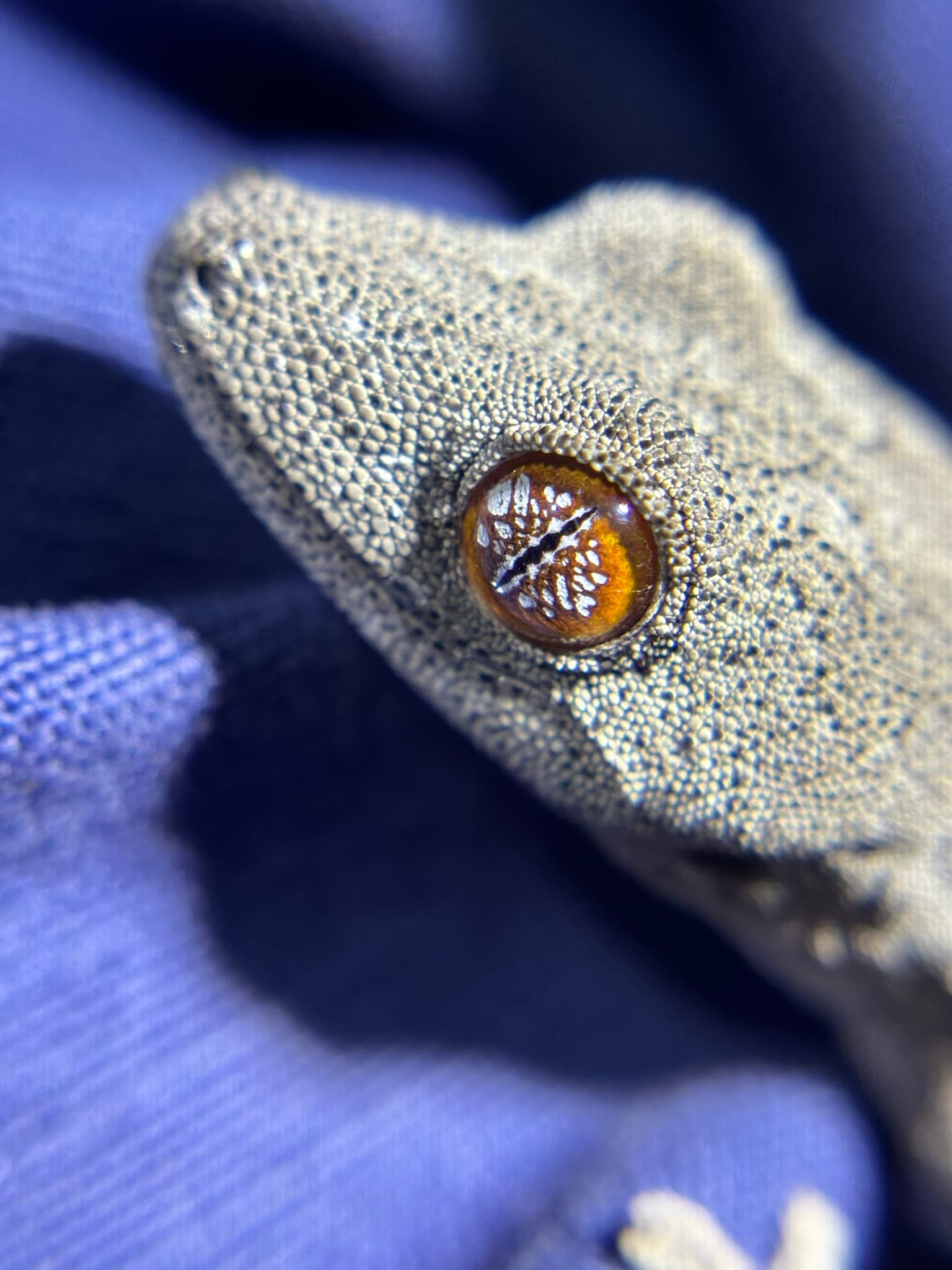 strofurus/ pagekon
