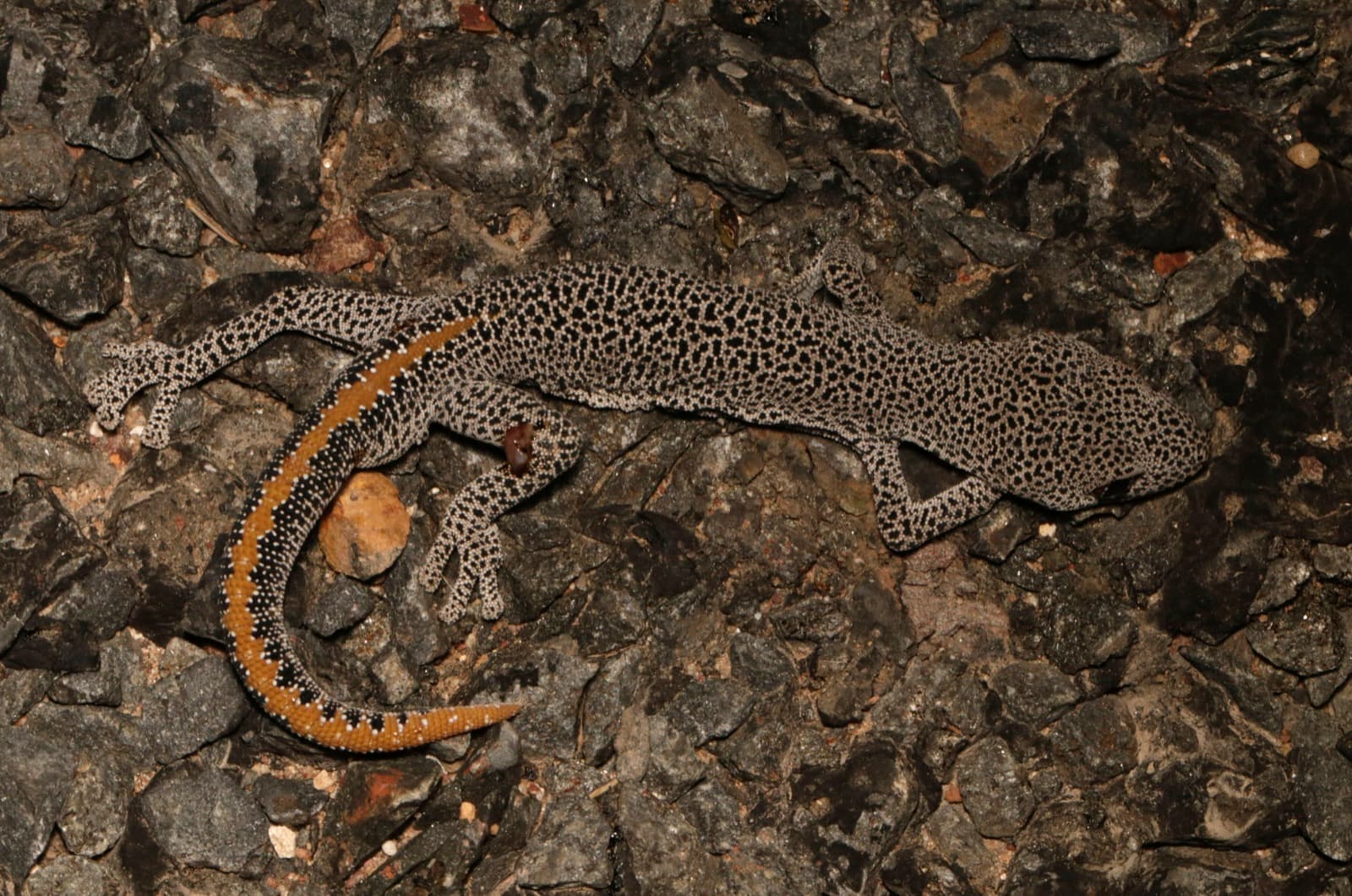 strofurus / pagekon