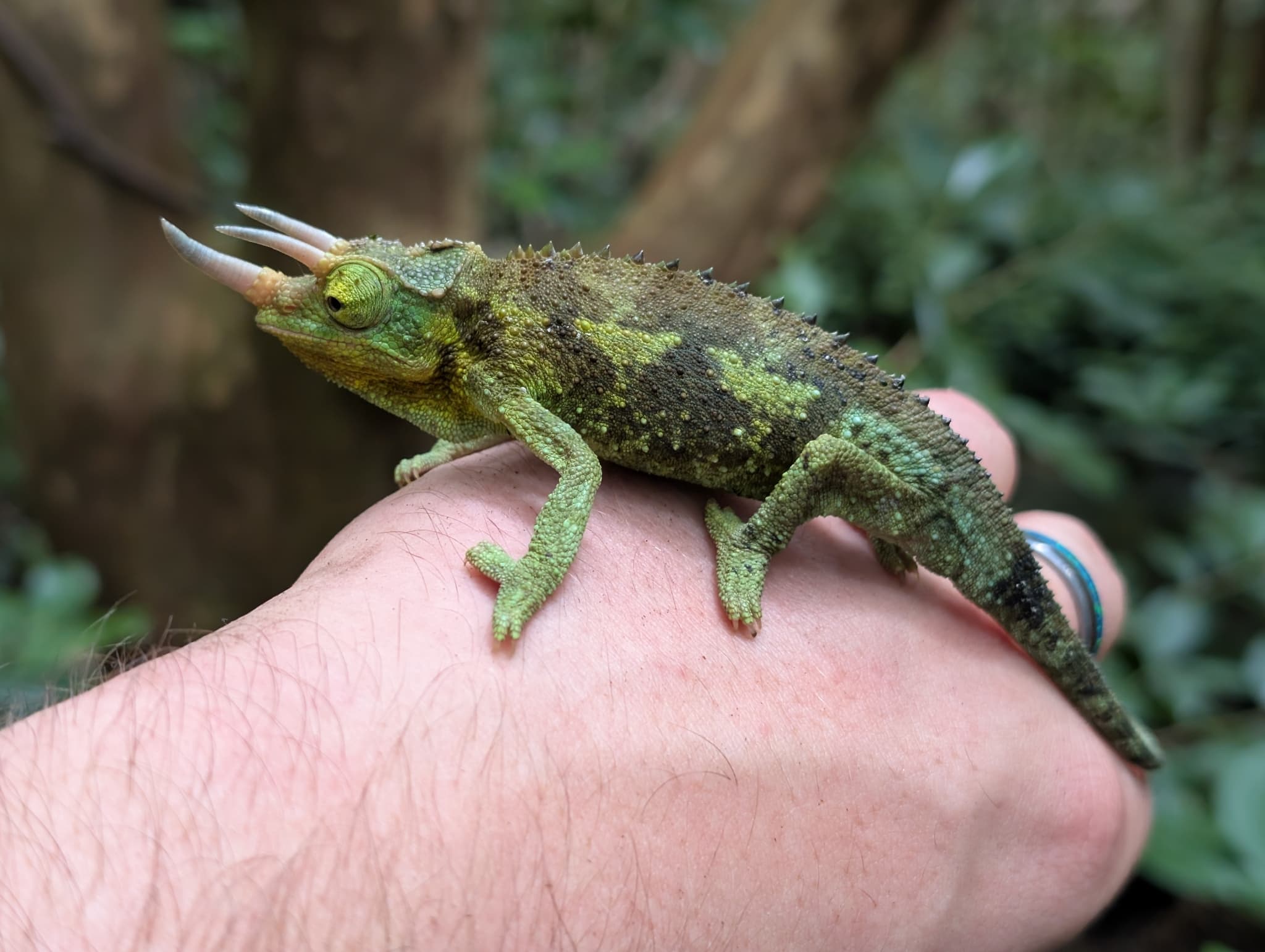 chameleon třírohý/ Jacksonův