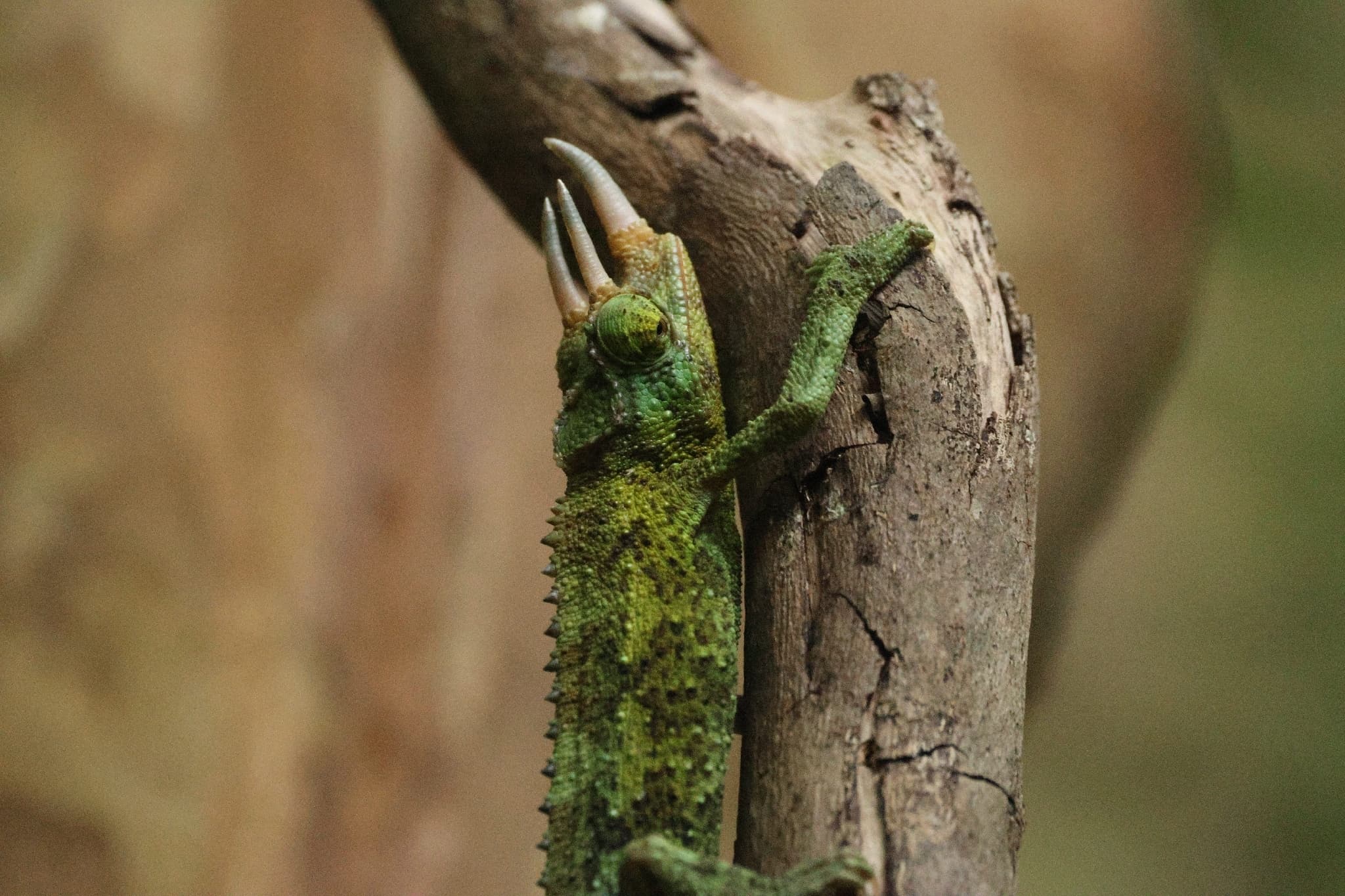 chameleon třírohý/ Jacksonův