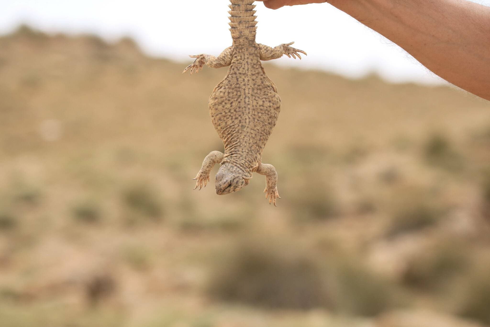 Trnorep skalní