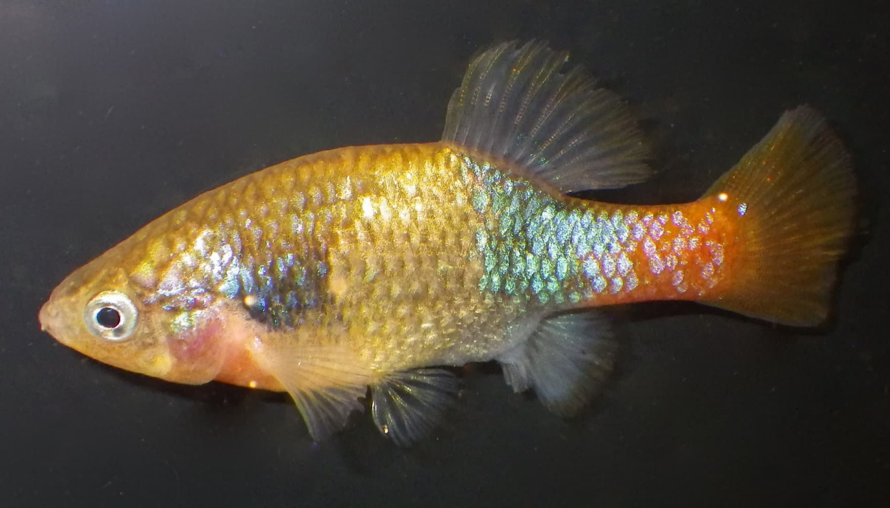 xenotoka doadrioi