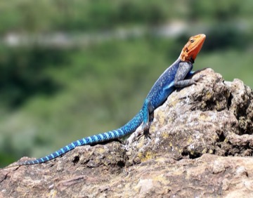 Agama osadní