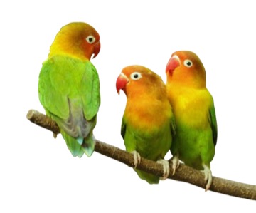 Agapornis fisherův