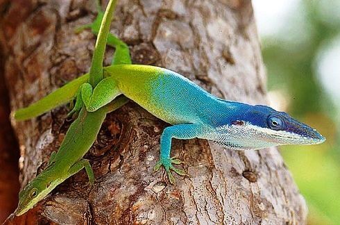 Anolis modrý