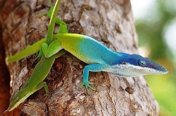 Anolis modrý