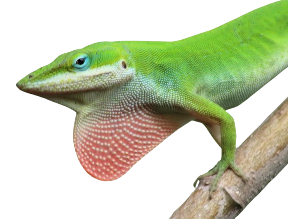 Anolis rudokrký