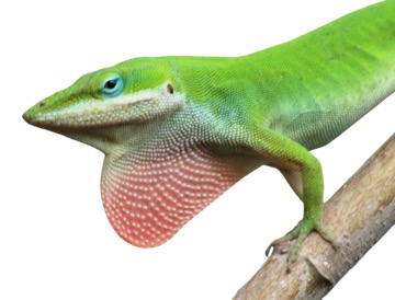 Anolis rudokrký