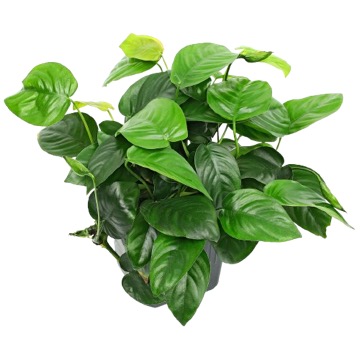 Anubias Barterův