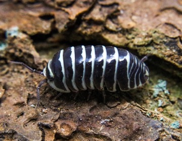 Svinka zebra