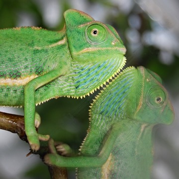 Chameleon jemenský