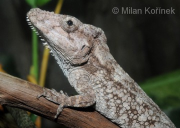 Chameleolis vousatý