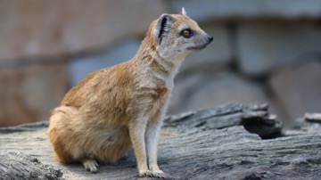 Mangusta liščí