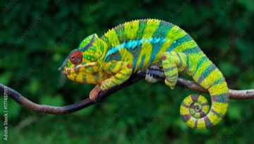 Chameleon pardálý
