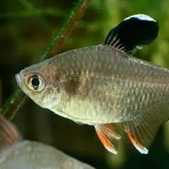 Tetra nachová