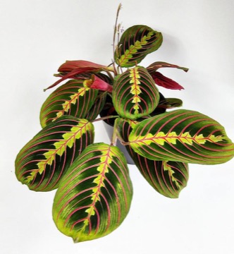 Maranta běložilná