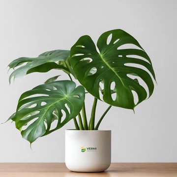 Monstera skvostná
