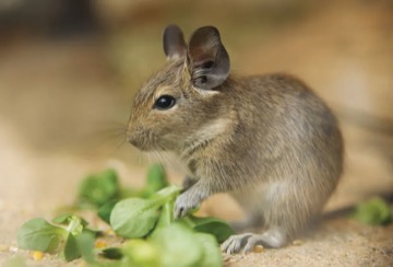 Osmák degu