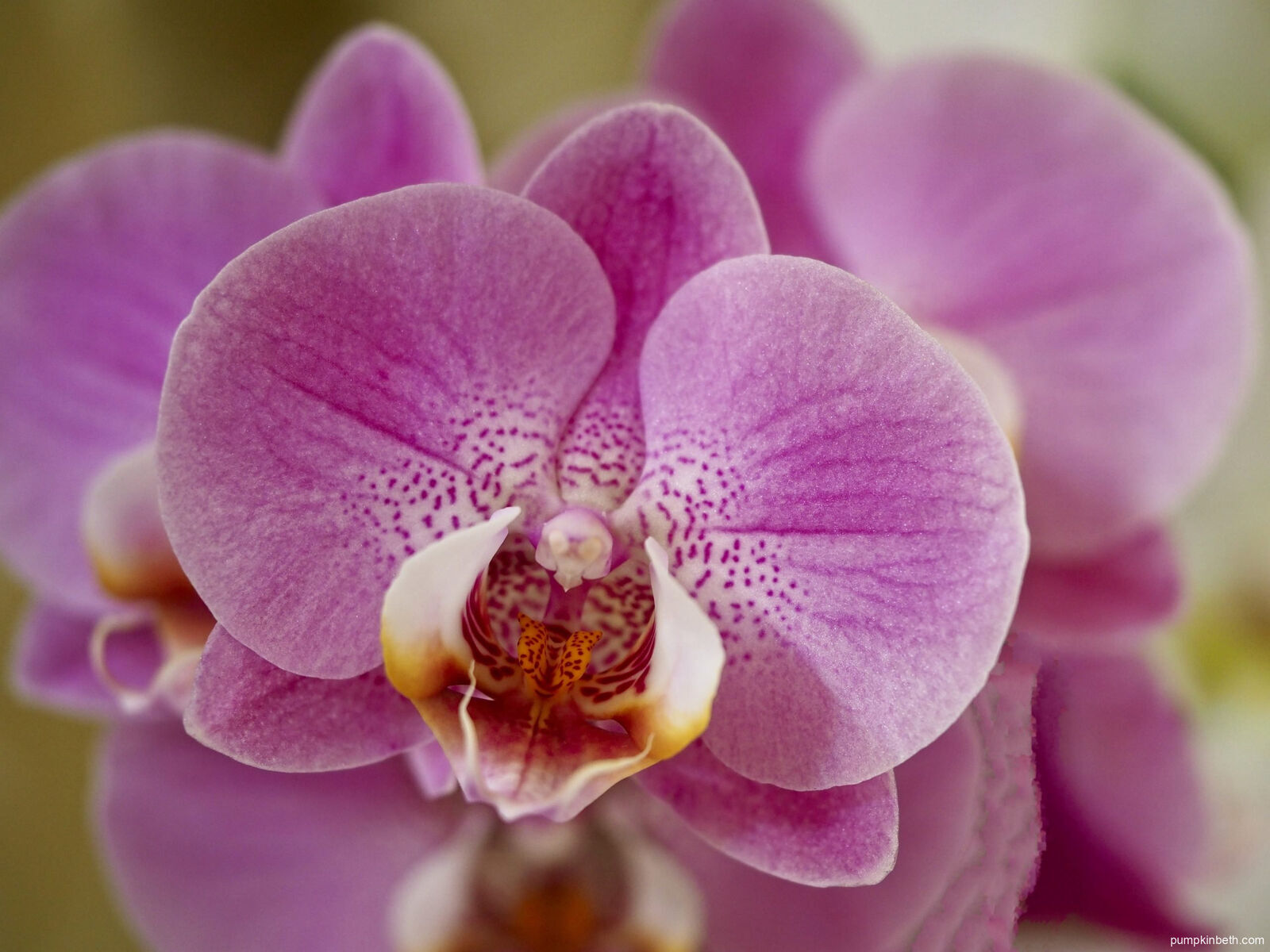 Můrovec (orchidej) sp.