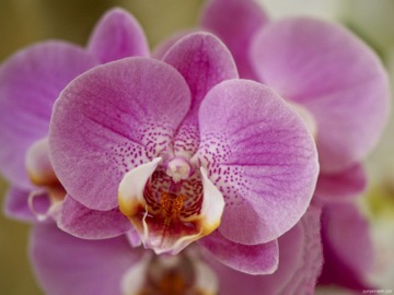Můrovec (orchidej) sp.