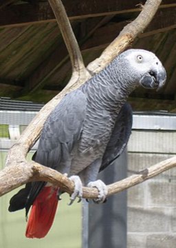 Papoušek šedý
