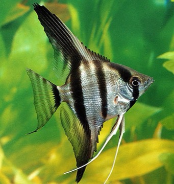 Skalára amazonská
