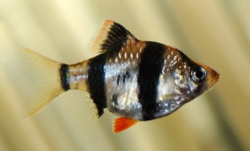 Parmička čtyřpruhá